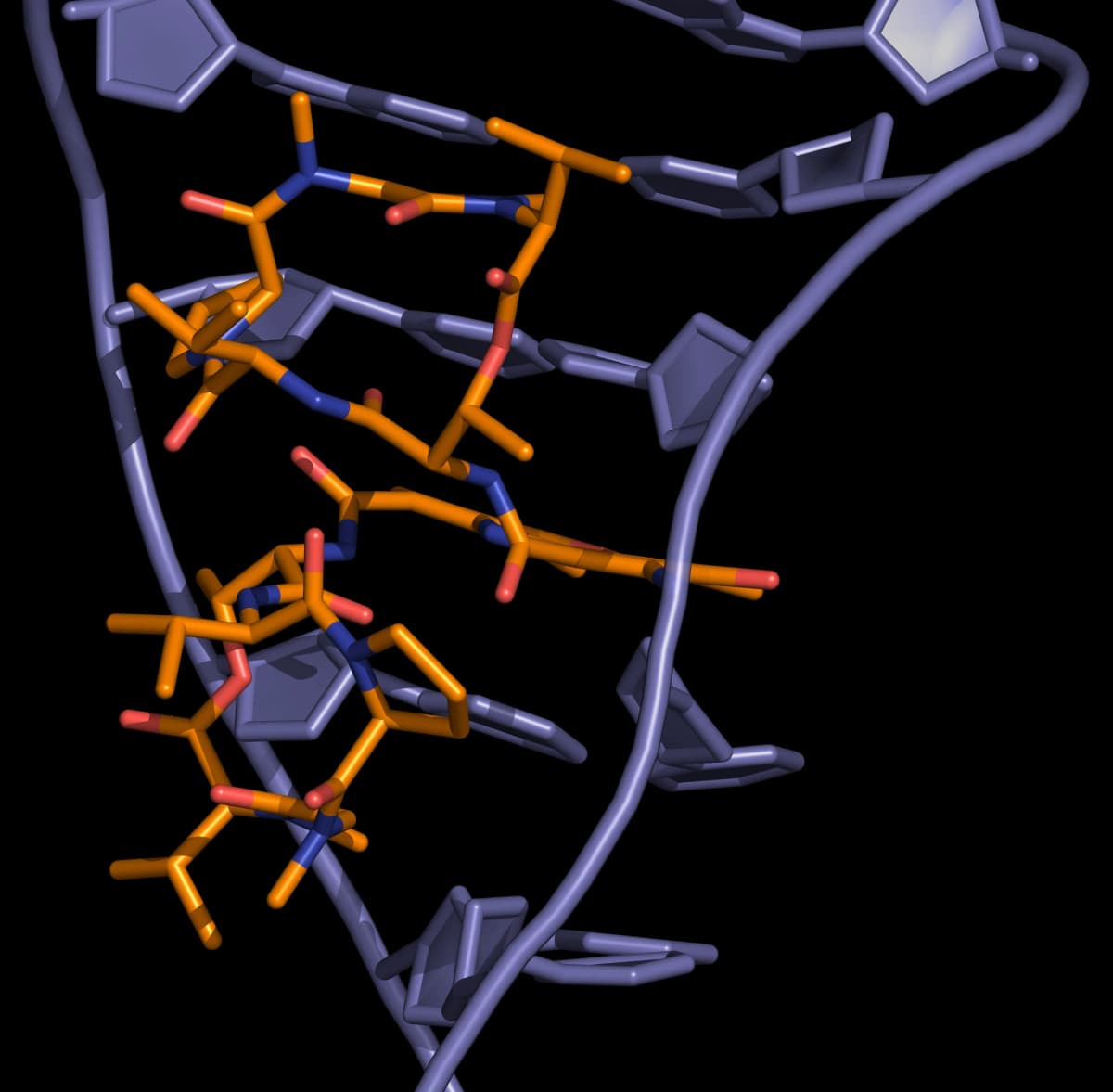 Actinomycin DNA binding