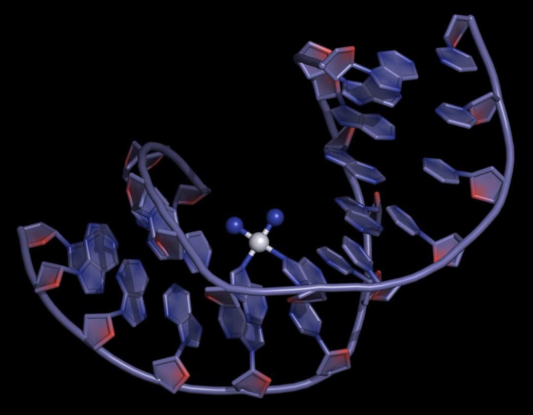 Cisplatin DNA binding