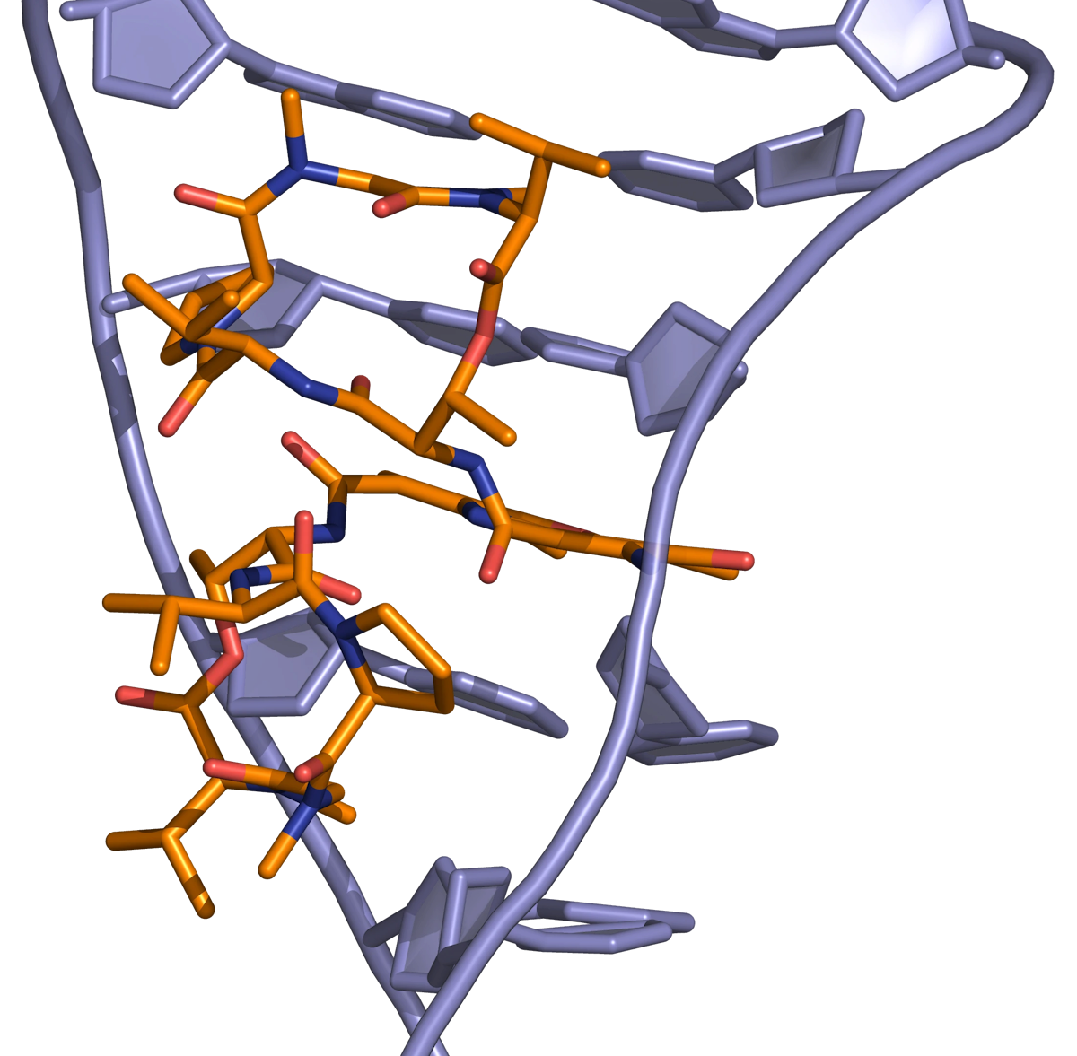 Actinomycin DNA binding