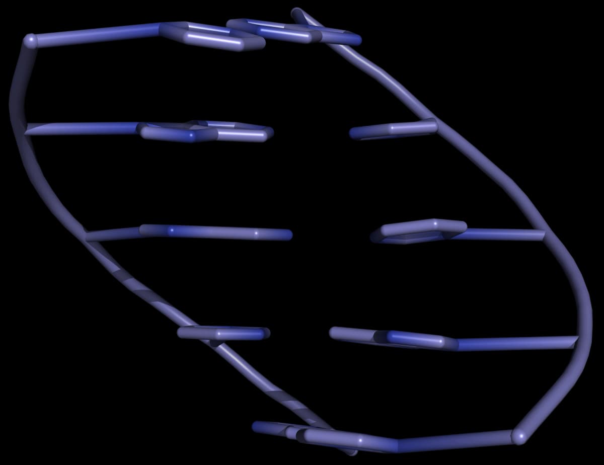 Base stacking in a DNA double helix gives rise to hypochromicity, a reduction in absorbance of double-stranded DNA relative to that of its constituent single stranded DNA