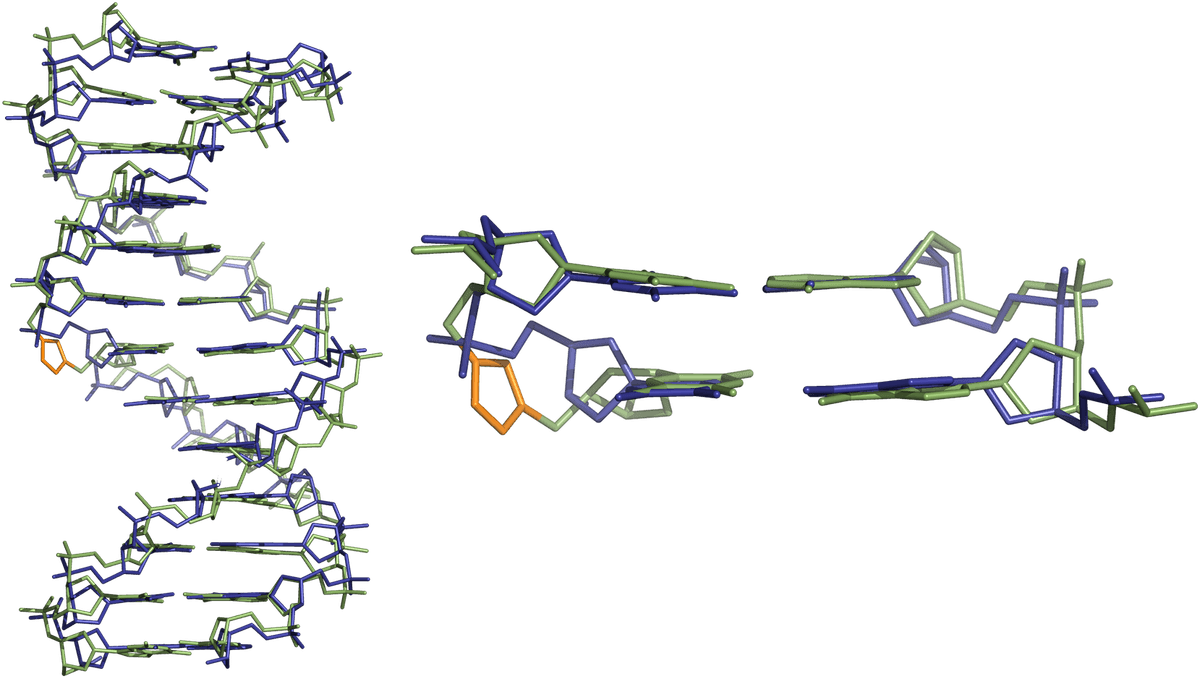 Comparison of three-dimensional structures of triazole-linked and normal DNA Blue - normal DNA double helix (PDB ID: 2KUZ); green - duplex consisting of triazole-linked DNA and its natural DNA complement (PDB ID: 2L8I). The triazole ring (highlighted) clearly perturbs the structure of the DNA backbone, but is still able to form a double helix with a complementary strand.