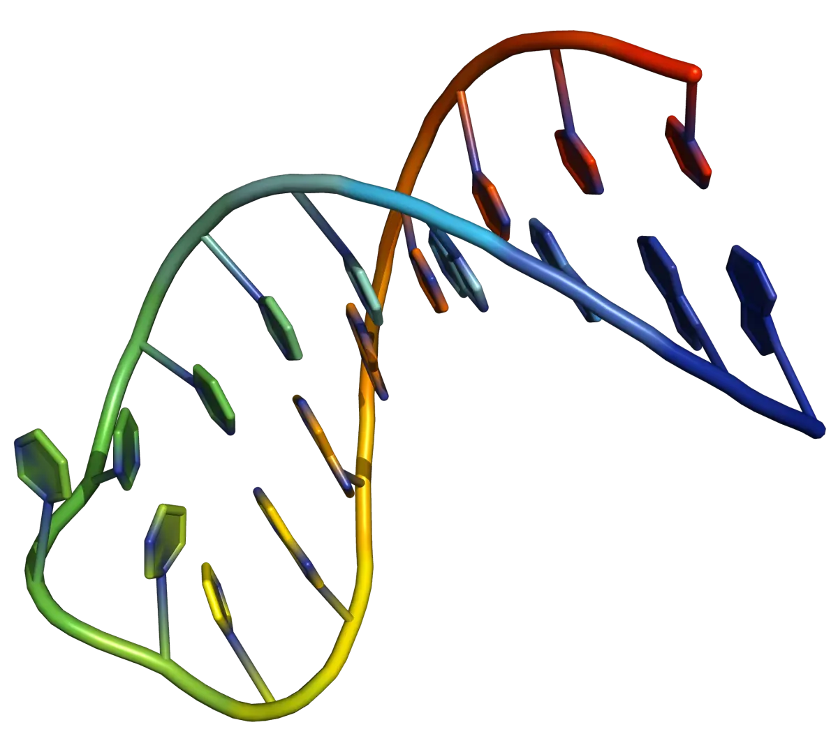 Hairpin loop 3D representation of a hairpin loop in an AT-rich DNA oligonucleotide.